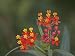 Mexican Milkweed Flowers, Asclepias Curassavica, Southwestern North America Photographic Poster Print by Arthur Morris, 24x18