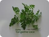 Petite Greens - Tangerine Lace - 4 x 4 oz