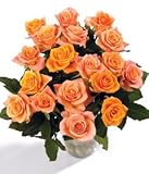 18 Apricot Roses