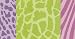 Animal Skin Patterns Lavender and Green Wallpaper Border in National Geographic Kids