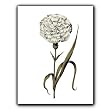 Carnation 74 - Gift Enclosure Cards (set of 12)