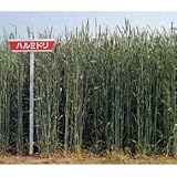 [タネ]牧草種子：ライ麦 ハルミドリ 20kg入り[10～12月まき][硬盤破砕、敷ワラ、防風]