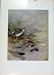 Lesser Yellowlegs Birds Plumage Fine Art Old Print 1957