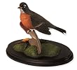 American Robin Backyard Songbird
