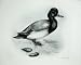 1907 Scaup Duck Fuligula Marila Adult Female Bird Plate