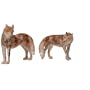 COYOTE by Noah's Pals