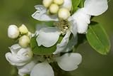 Amazon / Hirts: Pearlbush: Snow Day Surprise Pearl Bush - Exochorda - Hardy - Proven Winners