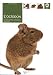 L'Octodon : Anatomie, dressage, reproduction, alimentation, soins et traitements des maladies