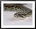 Burmese Python, Python Molurus Bivittatus Framed Art Poster Print by Les Stocker, 39x31