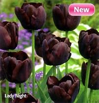 Lady Night Triumph Tulip 10 Bulbs -New- Deep Red/Black