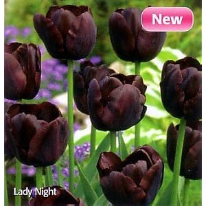 Lady Night Triumph Tulip 10 Bulbs -New- Deep Red/Black