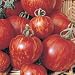 Outdoor Living : Tomato Tigerella (Mr Stripey)