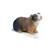 Schleich Meerschweinchen