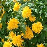 Review Longacres  / Kerria japonica Pleniflora 3L