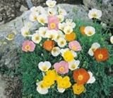 41tpNuSisJL. SL160  500 Alpine Poppies. Poppy Flower Seeds. Reviews