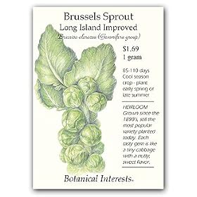 Botanical Interests 0208 Brussels Sprouts Long Island Imp Seed Packet