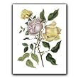Yellow and Pink Roses - Gift Enclosure Cards (set of 12)