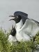 Laughing Gulls Mating, Egmont Key State Park, Florida, USA Premium Photographic Poster Print by Arthur Morris, 18x24