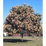 41tq11jOEdL. SL160  Sophora japonica: Japanese Pagoda Tree Seeds 10 +