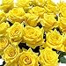 Send Fresh Cut Flowers - 50 Long Stem Yellow Roses