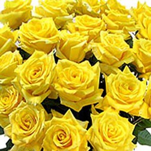 Send Fresh Cut Flowers - 50 Long Stem Yellow Roses