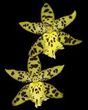 Maclellanara Pagan Love Song oncidium orchid
