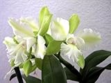 Siam Jade Cattleya Orchid Plant