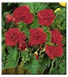 Amazon / Hirts: Bulb; Begonia: Double Scarlet Trumpet Begonia - 1 Bulb