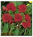 Double Scarlet Trumpet Begonia - 1 Bulb