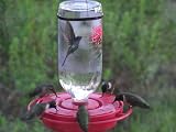 HummerMagnet --- Swallow-tailed on Grevillea bloom