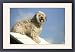 Framed Prints of DOG training / Agility - pausing on jump / hurdle from Ardea Wildlife Pets