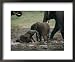 African Forest Elephants Frolick in the Mineral-Rich Mud of a Water Hole National Geographic Collection Framed Art Poster Print by Michael Fay, 22x18