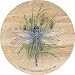 Dragonfly Sandstone Thirstystone Coasters