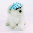 Blue Madras Plaid Dog Visor (Dog Hat) - Large