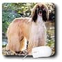 Dogs Afghan - Afghan Hound - Mouse Pads