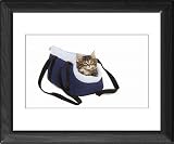Framed Prints of LA-5687 Norwegian Forest Cat / Norsk Skogkatt - 8 week old kitten in cat from Ardea Wildlife Pets