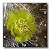 Silver Cholla Cactus flower.(Opuntia echinocarpa).Anza-Borrego Desert State Park, California. - 10x10 Wall Clock