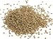 Organic Ajwain Seed,Bishops Weed, Carom