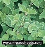 Oregano Herb - 500 Seeds