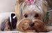 Dog-Hoodie-Sweatshirt-Jacket,-Black-Small_8.jpg