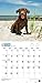 Chocolate Labrador Retriever Puppies 2015 Calendar