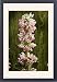Framed Prints of Whorl flower - from the Himalayas, grown in gardens from Ardea Wildlife Pets