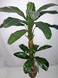 6 1/2' Double Artificial Banana Tree