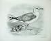 1909 Herring Gull Larus Argentatus Adult Chick Birds