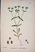 Carinated Lamb'S-Lettuce Flower Plant Food Old Art