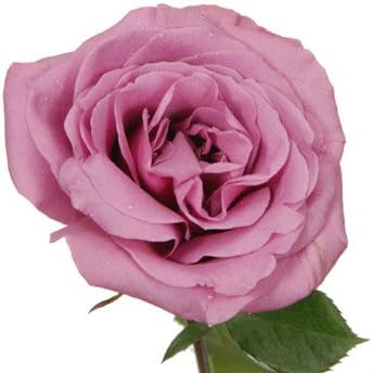 Fresh Cut Flowers - 4 Dozen Lavender Roses - Long Stem (Wholesale Pack of 50 Stems)