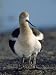 American Avocet, with Babies, Northern California, USA Photographic Poster Print by R...