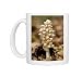 Photo Mugs of Toothwort , parasitic on hazel and maple from Ardea Wildlife Pets