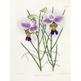 Orchid Album Plate 475 by Robert Warner. Art Print Giclee on Canvas Rolled 15.5 inches width by 18 inches height. Highest Quality