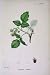 RASBERRY FRUIT PLANT COLOUR PRINT FINE ART OLD PRINT